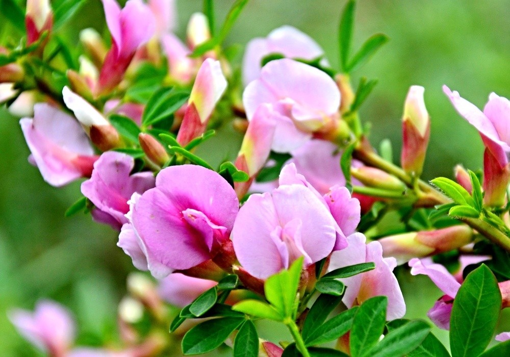 Cytisus praecox - čilimník
