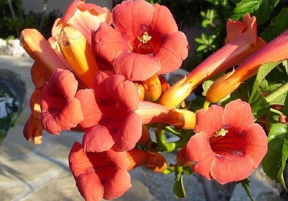 Campsis radicans - trubač