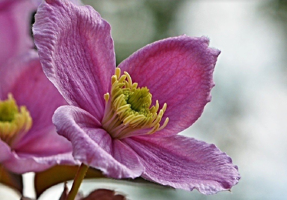 Clematis montana MAYLEEN - plamének
