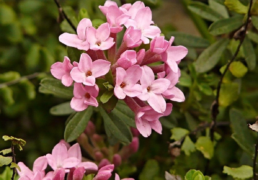 Daphne cneorum - lýkovec  vonný