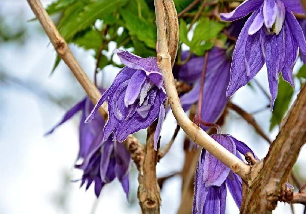 Clematis macropetala - krásný botanický plamének