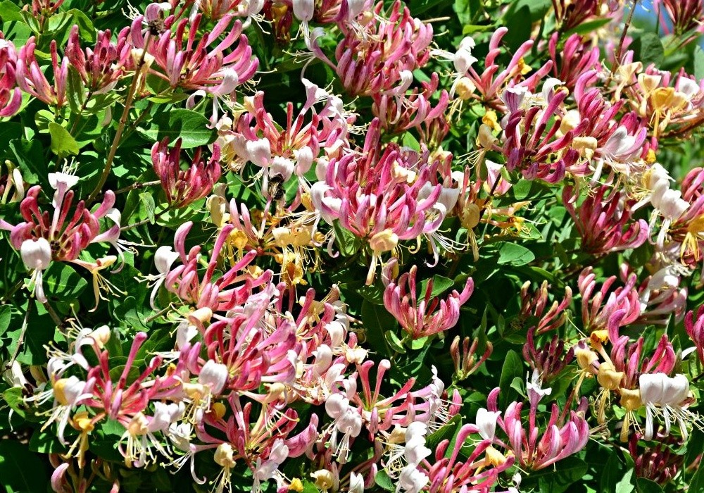 Lonicera heckrotii v záplavě květů roku 2015 2
