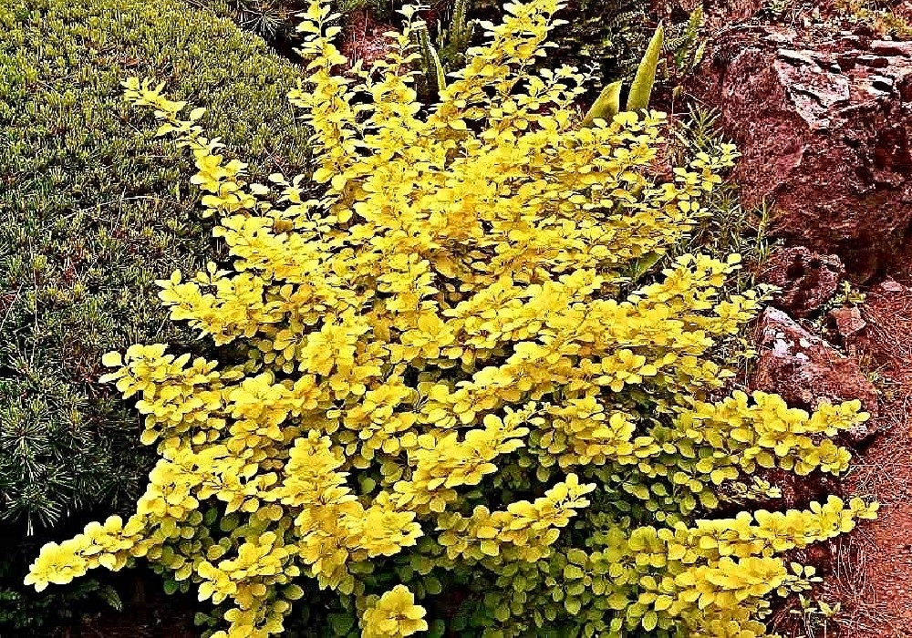 Berberis thurnbergii Aurea - dřišťál