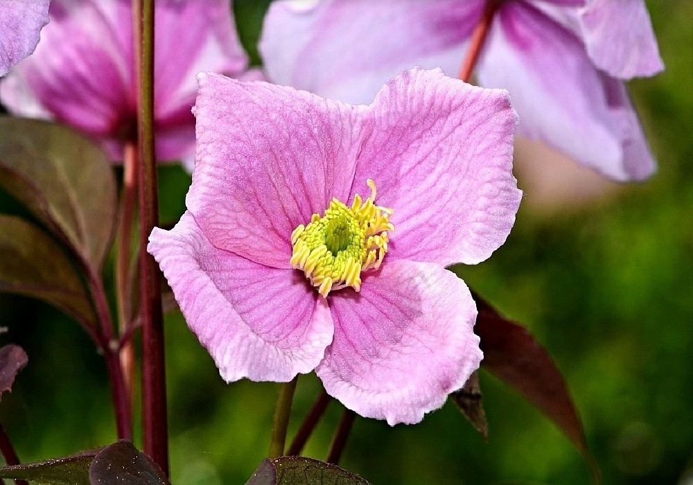 Clematis montana MAYLEEN - nový kultivar ve sbírce plaménků
