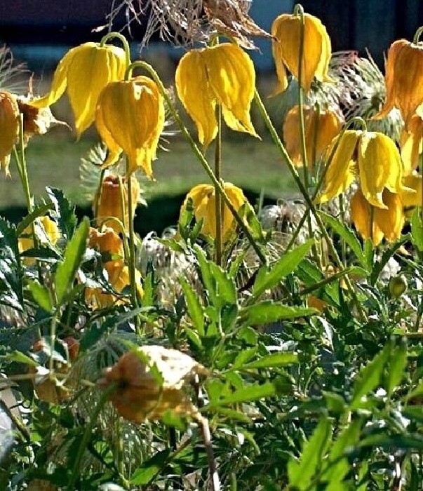 Clematis tangutica, botanický žlutý plamének