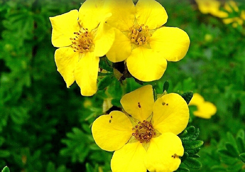 Potentilla fruticosa Klondike - mochna křovitá