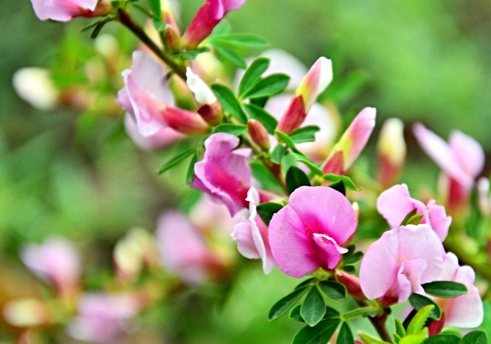 Cytisus praecox - čilimník 2015