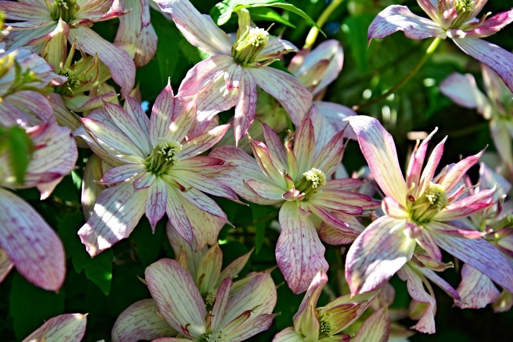 Clematis montana Marjorie - plamének