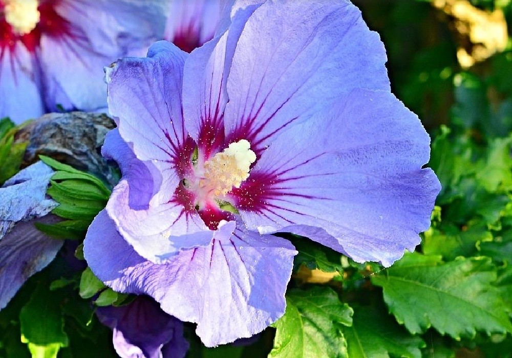 Hibiscus syriacus - venkovní syrský ibišek