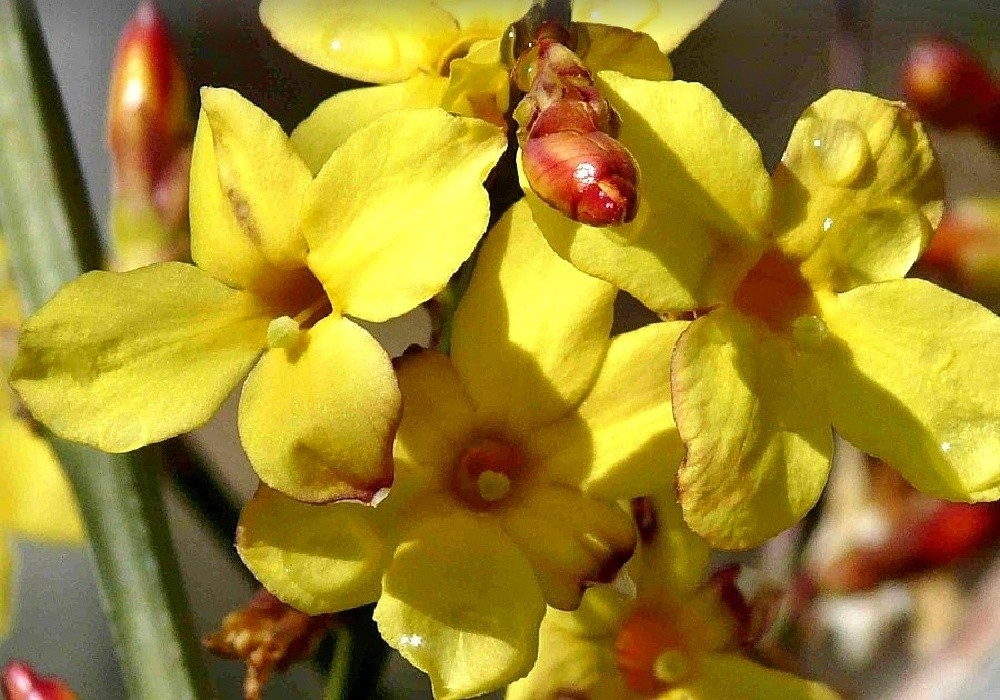Jasminum nudiflorum - pravý jasmín