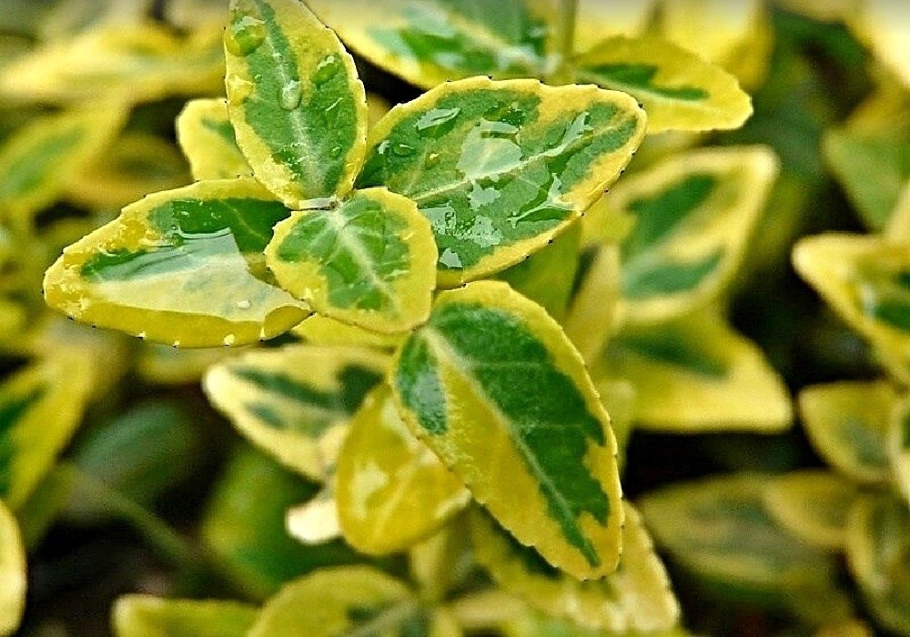 Euonymus fortunei Emerald Gold - brslen