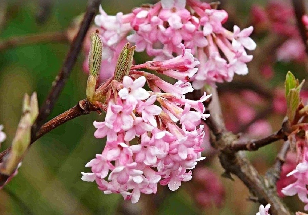 Kalina (viburnum bodnatense Dawn) vykvétá často již v lednu nebo v únoru