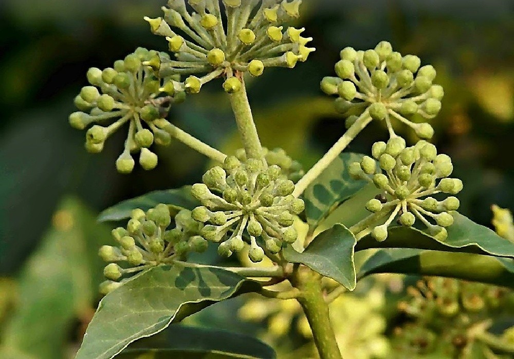 Hedera helix - břečťan, květ
