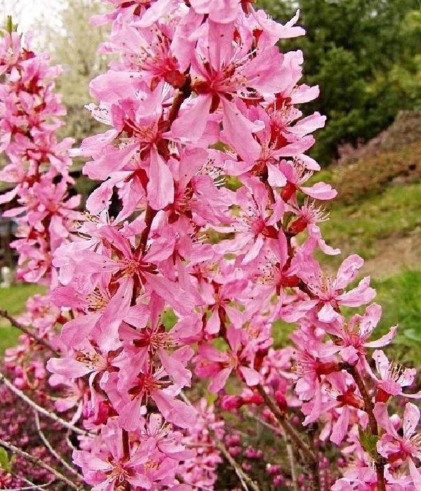 Prunus tenella  Fire Hill - okrasná mandloňka