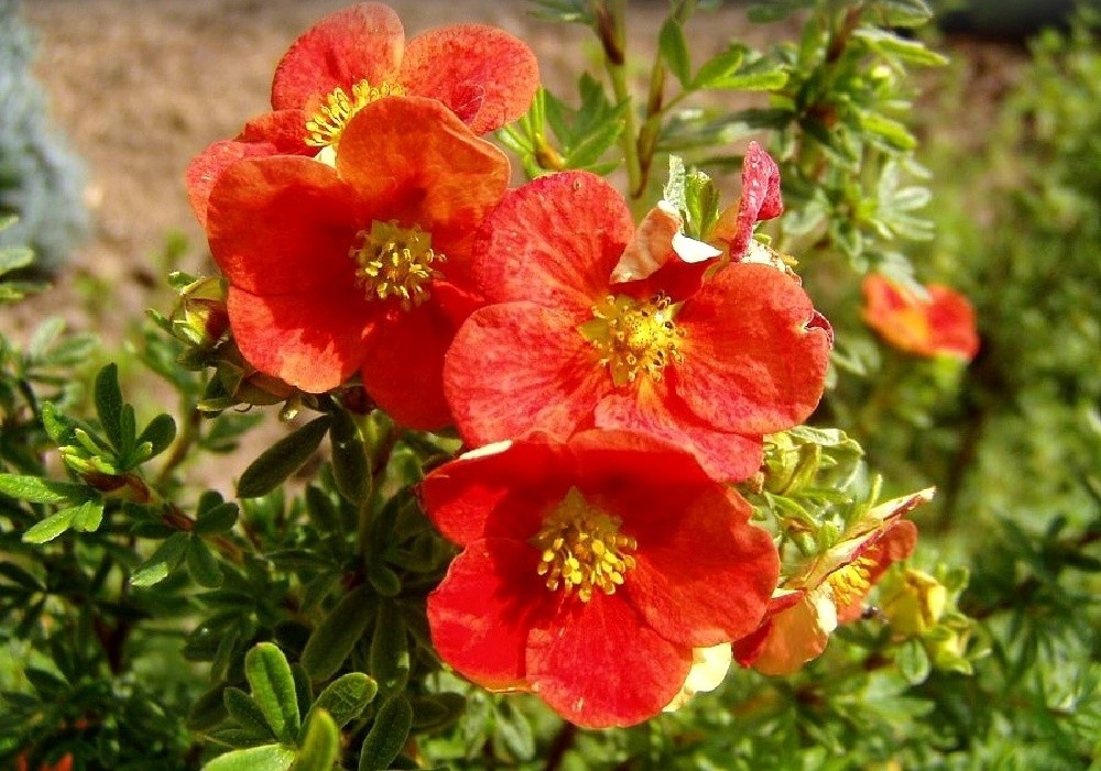 Potentilla fruticosa Red Ace - mochna křovitá
