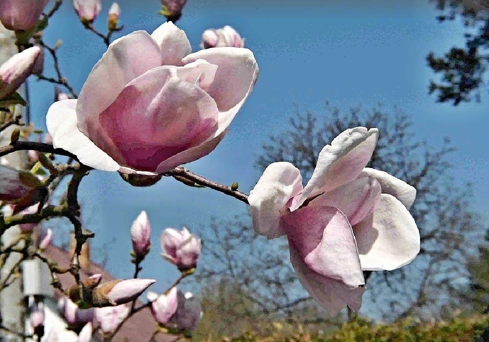 Magnolia x soulangeana, magnolia, šácholan