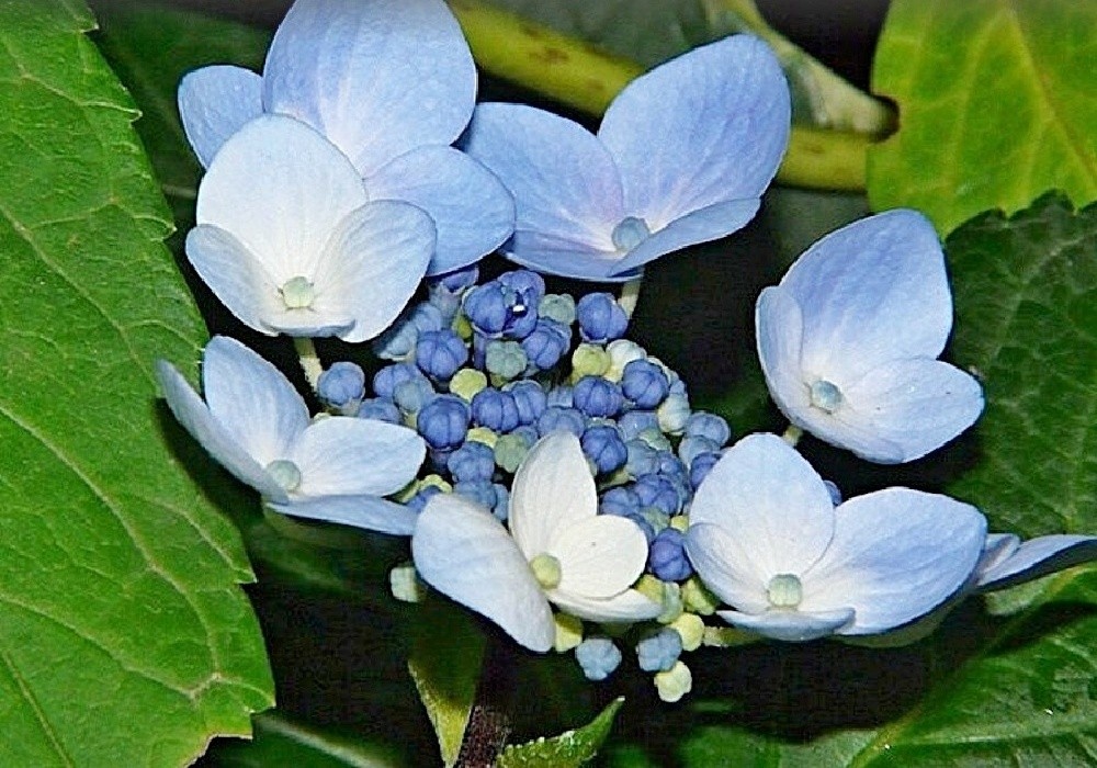 Hydrangea macrophylla - hortenzie
