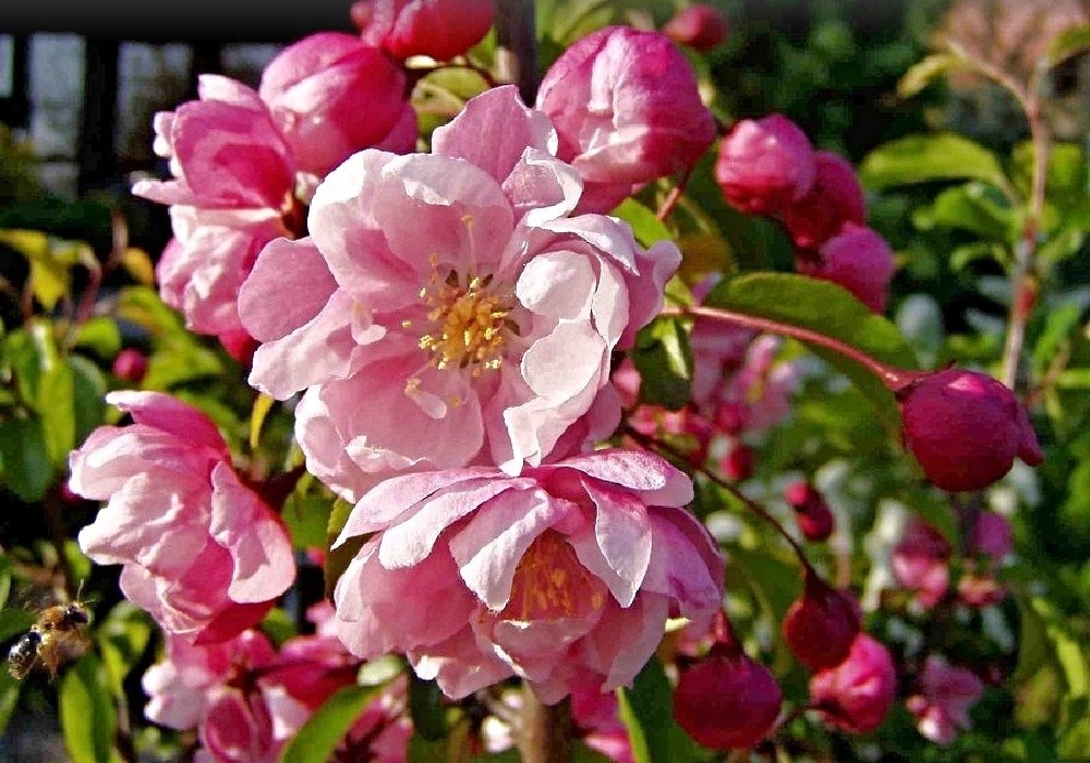 Malus Van Eseltine - okrasná jabloň
