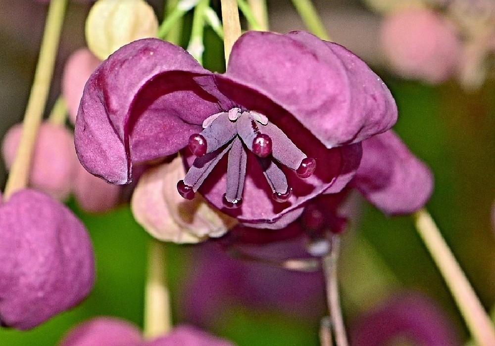 Akebia quinata - detail