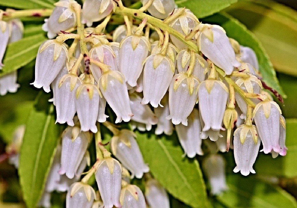 Pieris japonica Prelude - květ pierisu