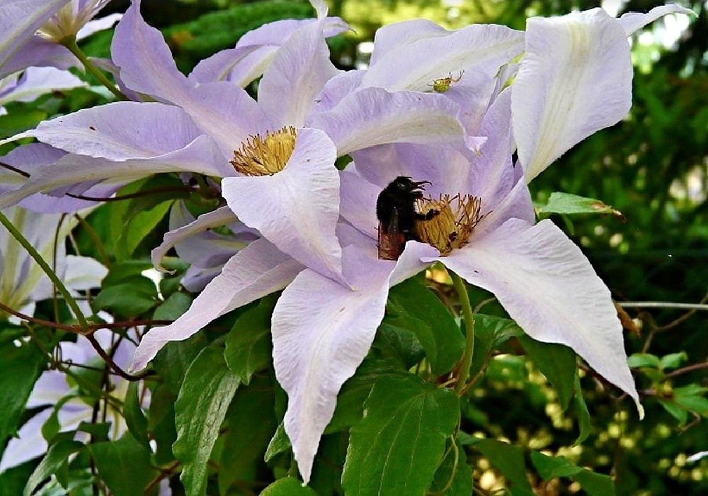 Clematis patens - plamének, botanika