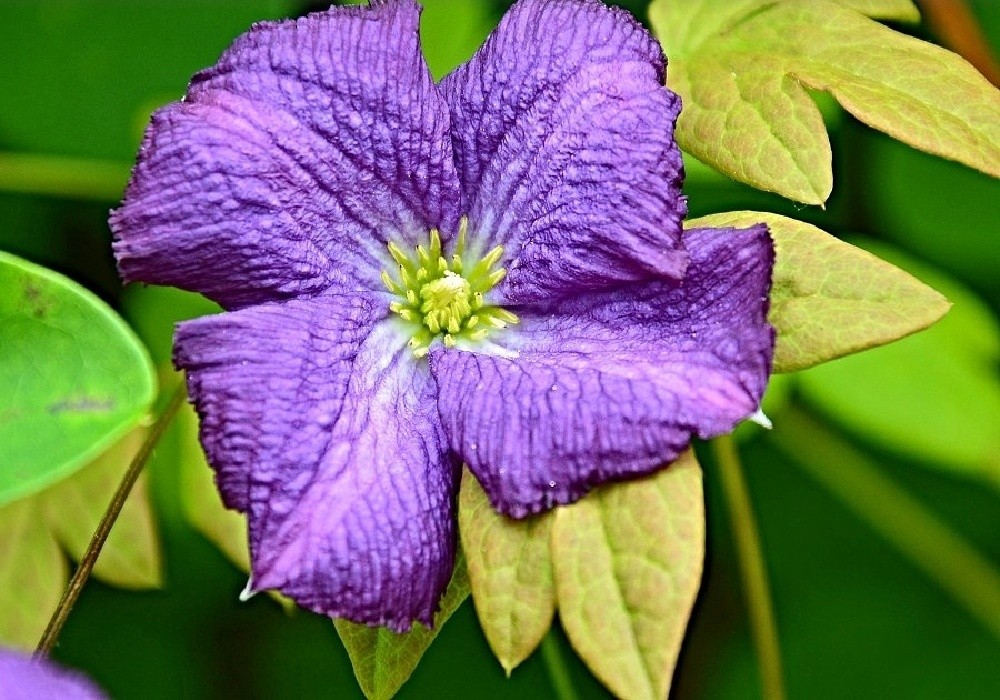 Clematis montana - plamének 2013