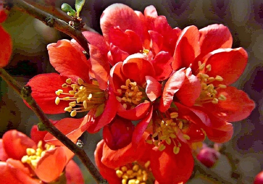 Chaenomeles japonica - kdoulovec