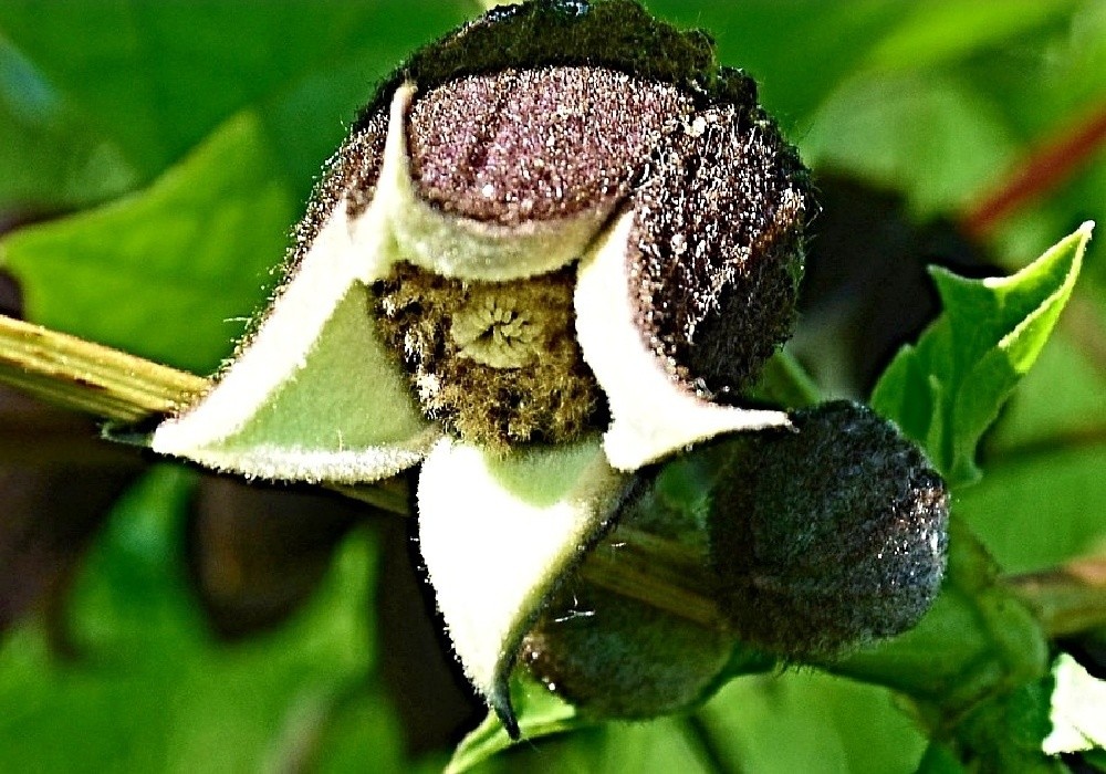 Clematis pitscherii - zajímavý květ plaménku