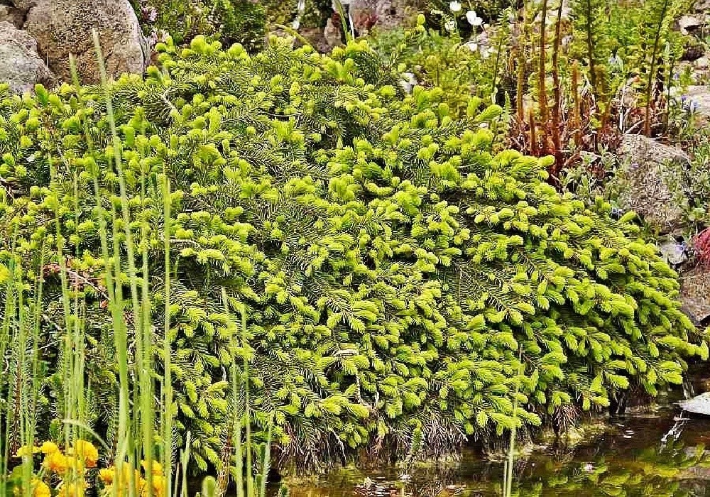 Picea abies Formanek - plazivý smrk