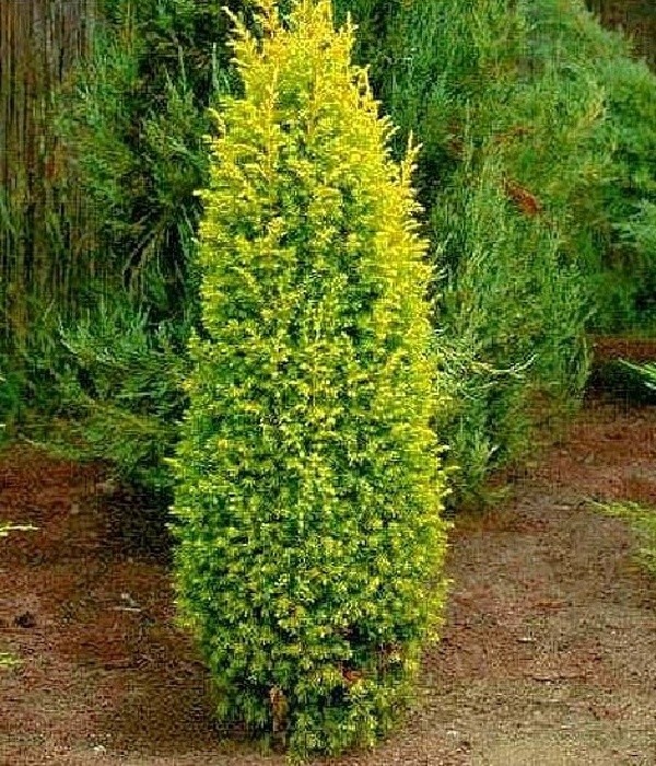 Juniperus communis Gold Cone - sloupovitý žlutý jalovec