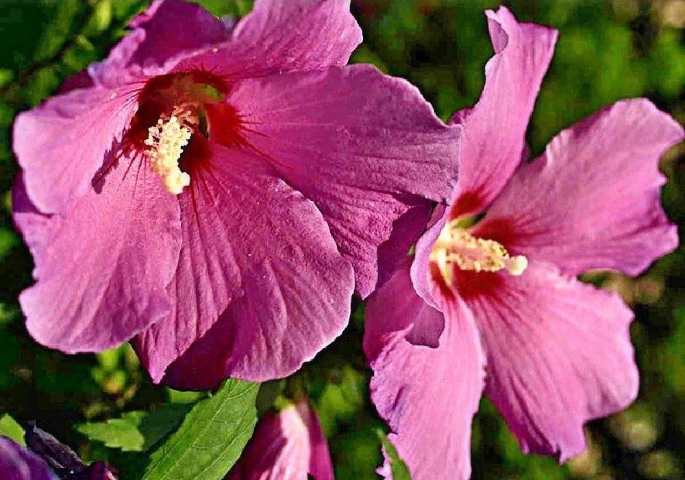 Hibiscus syriacus - barevná forma venkovního ibišku