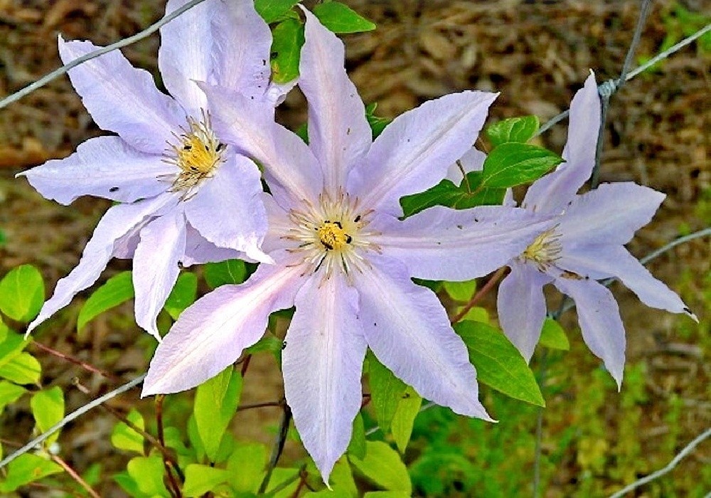 Clematis patens, botanický plamének