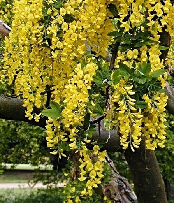Laburnum anagyroides - štědřenec