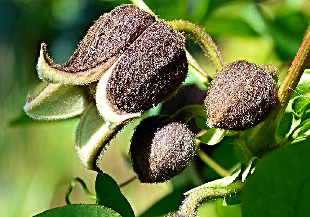 Clematis pitscherii - botanický plamének