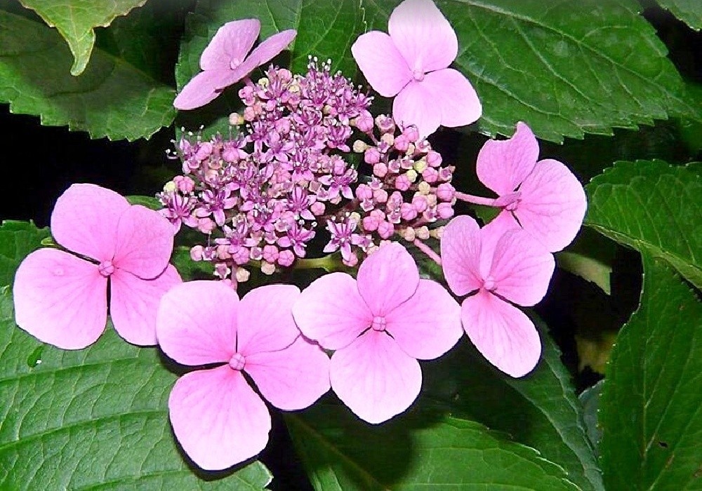 Hydrangea  macrophylla - hortenzie