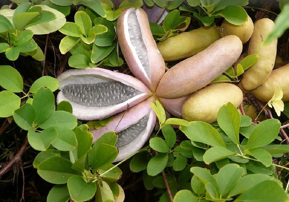 Akebia quinata - plody ke konci léta