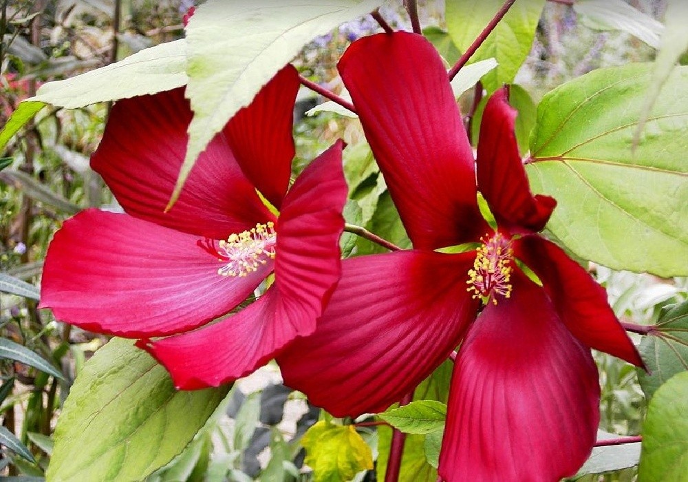 Clematis sp. - plamének, foto Iva Krausová