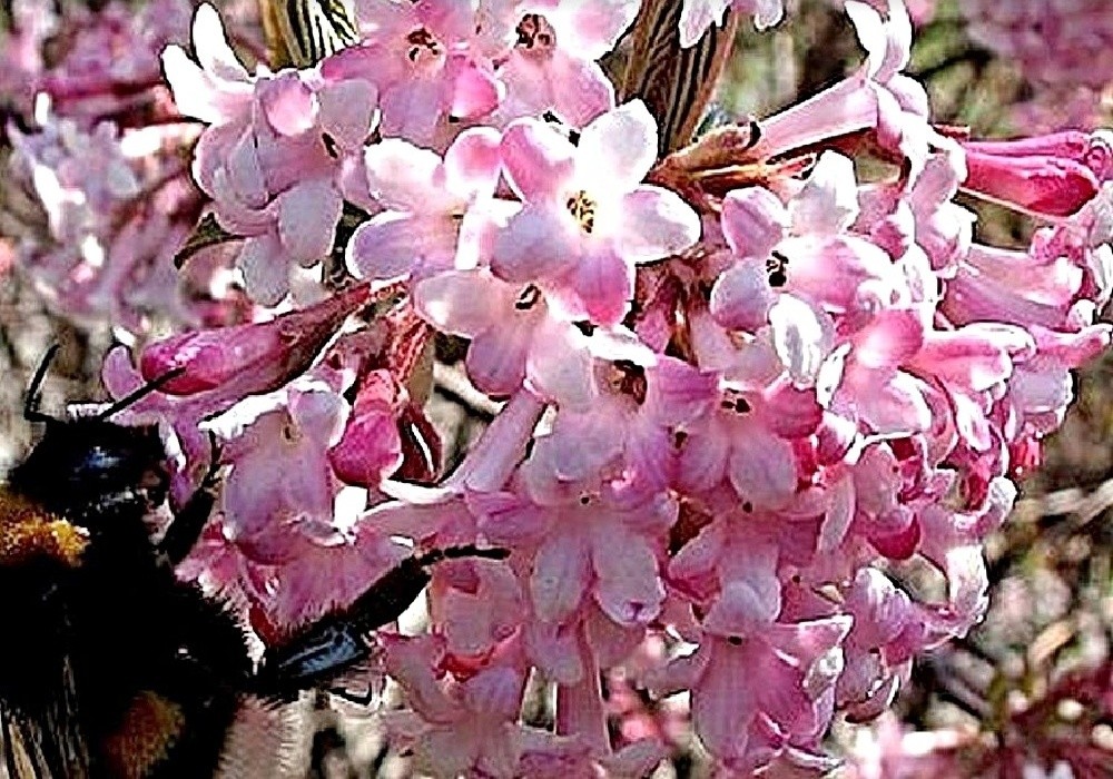 Kalina (viburnum bodnatense Dawn) někdy rozkvétá již v zimě a kvete celé předjaří 