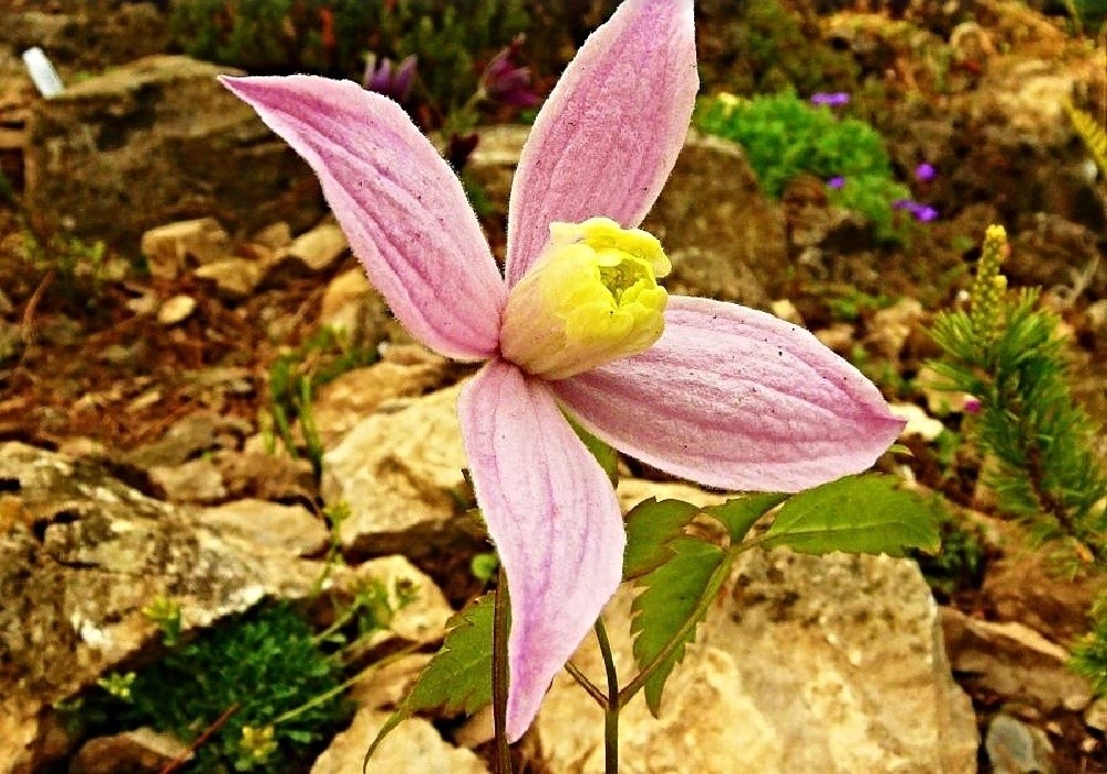 Clematis macropetala Rosea - plamének