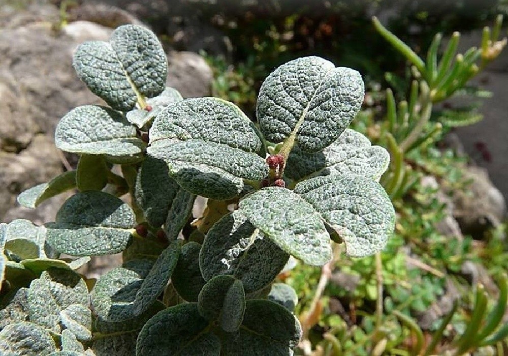 Salix boydii - miniaturní vrbička
