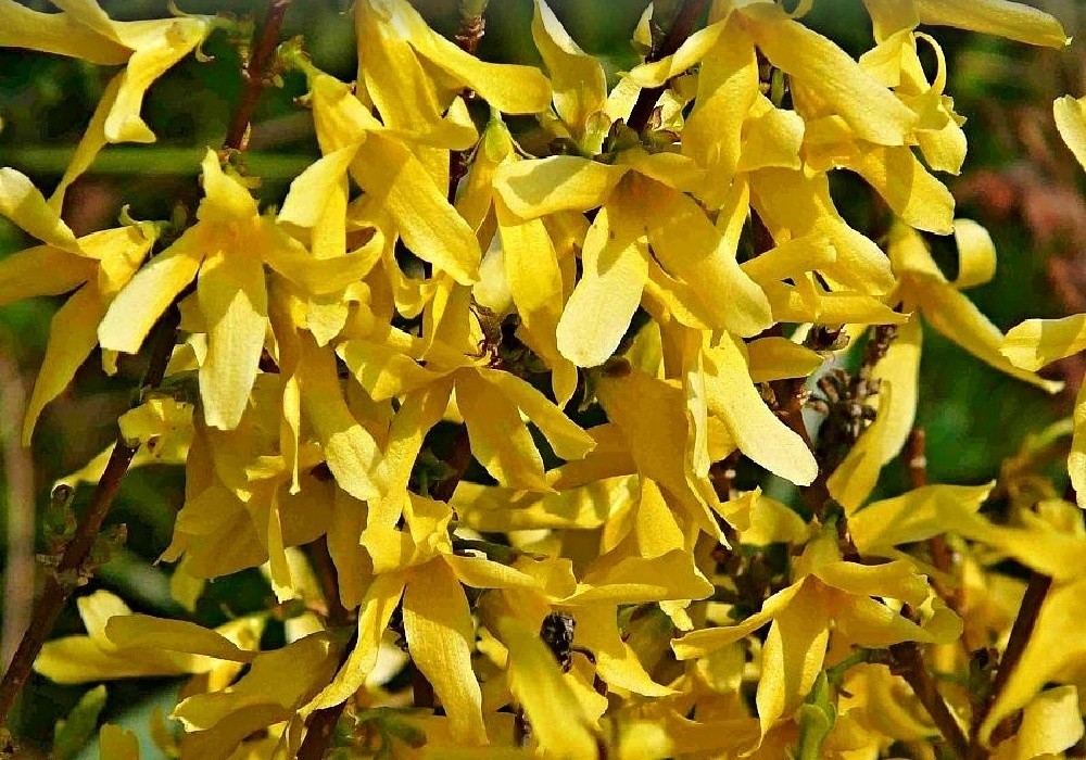 Forsythia viridissima Bronxensis - nízká forma zlatice