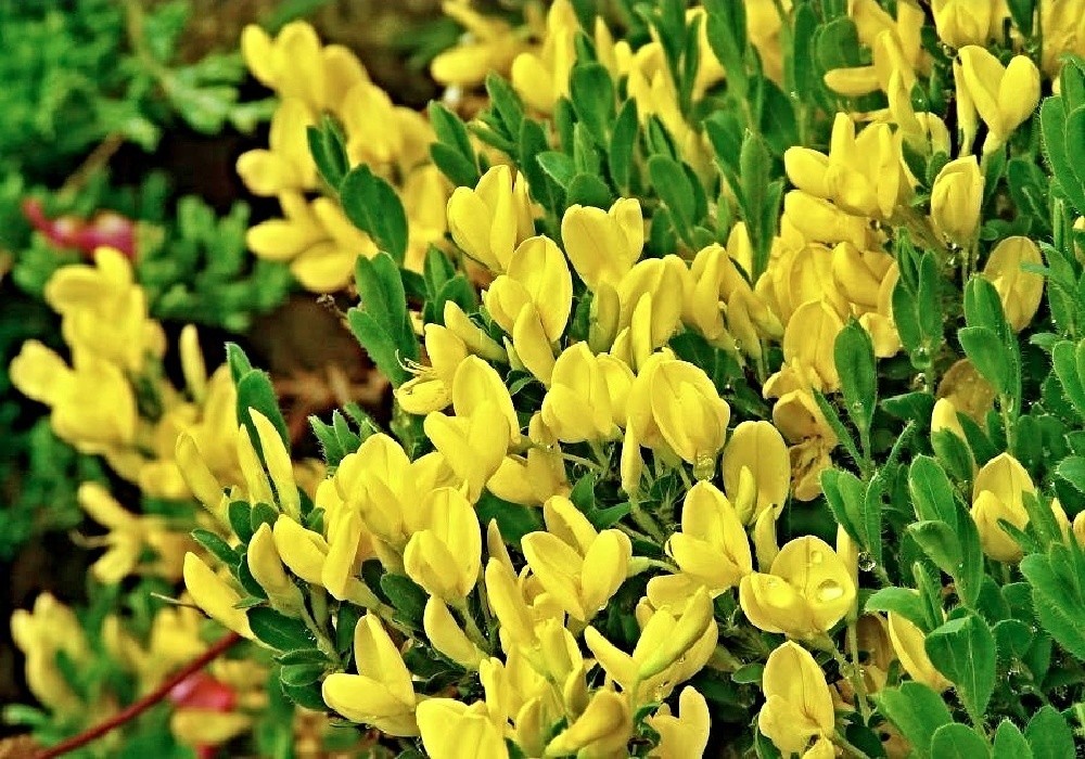 Cytisus decumbens - plazivý  čilimník