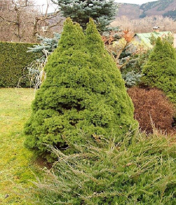 Picea glauca Conica - konický smrk, 15 roků po výsadbě
