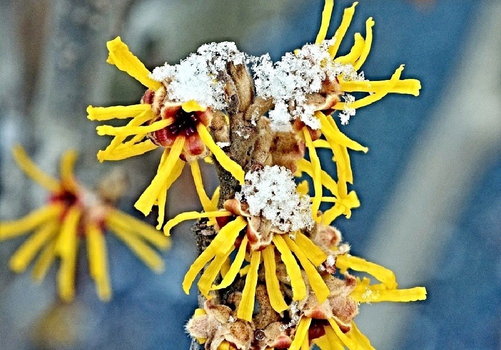 Hammamelis japonicum - vilín