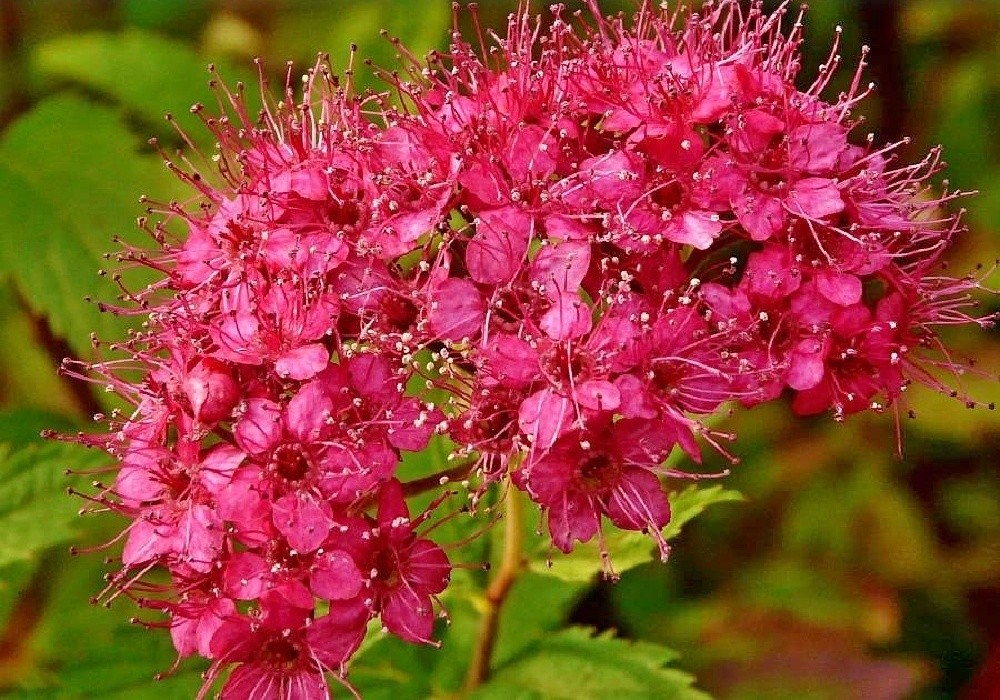Spiraea Anthony Waterer - tavolník