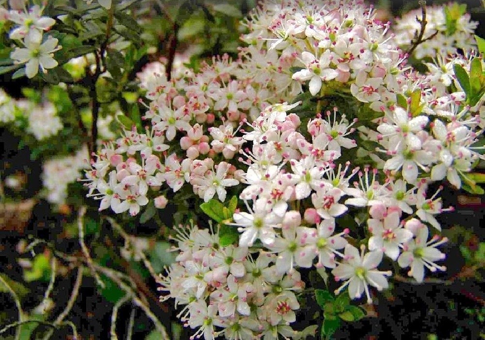 Leiophyllum buxifolium - lysolístek, jedna z nádherných vřesovištních rostlin
