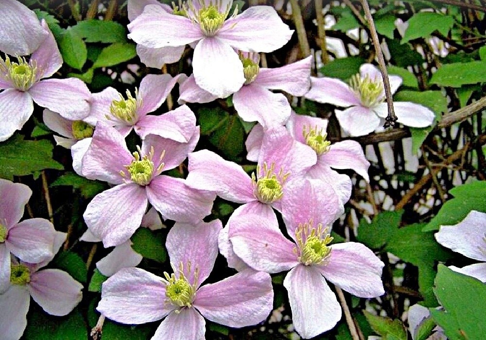 Clematis montana Tetrarose -  botanický plamének