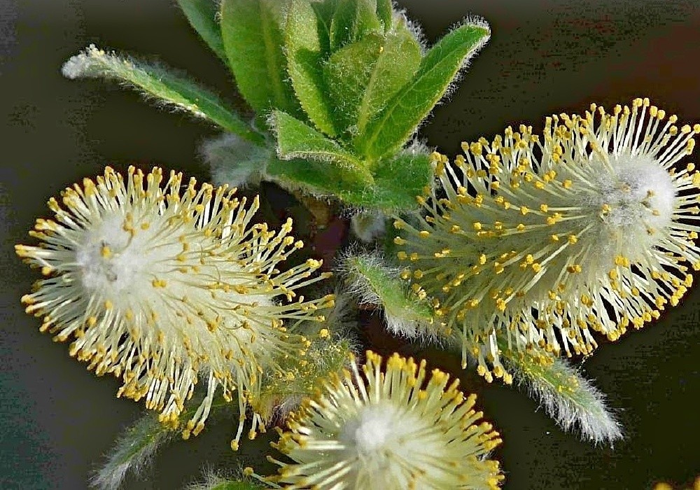 Salix hastata Verhanii - 'kočičky' v detailu