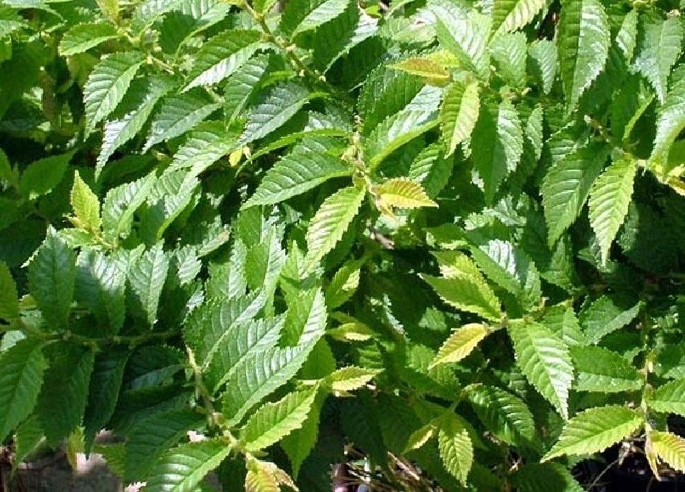 Ulmus elegantissima Jacqueline Hillier - nízký drobnolistý jilm, vhodný na bonsaje, Foto Jaroslav Švec