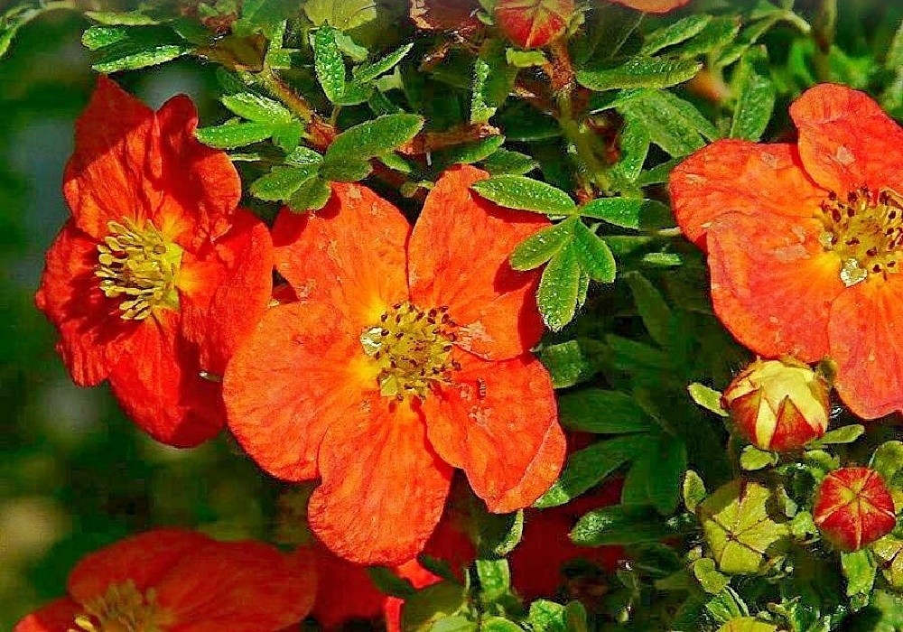Potentilla fruticosa  Red Ace - mochna křovitá